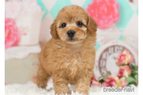 成約済の千葉県のトイプードル-227640の4枚目